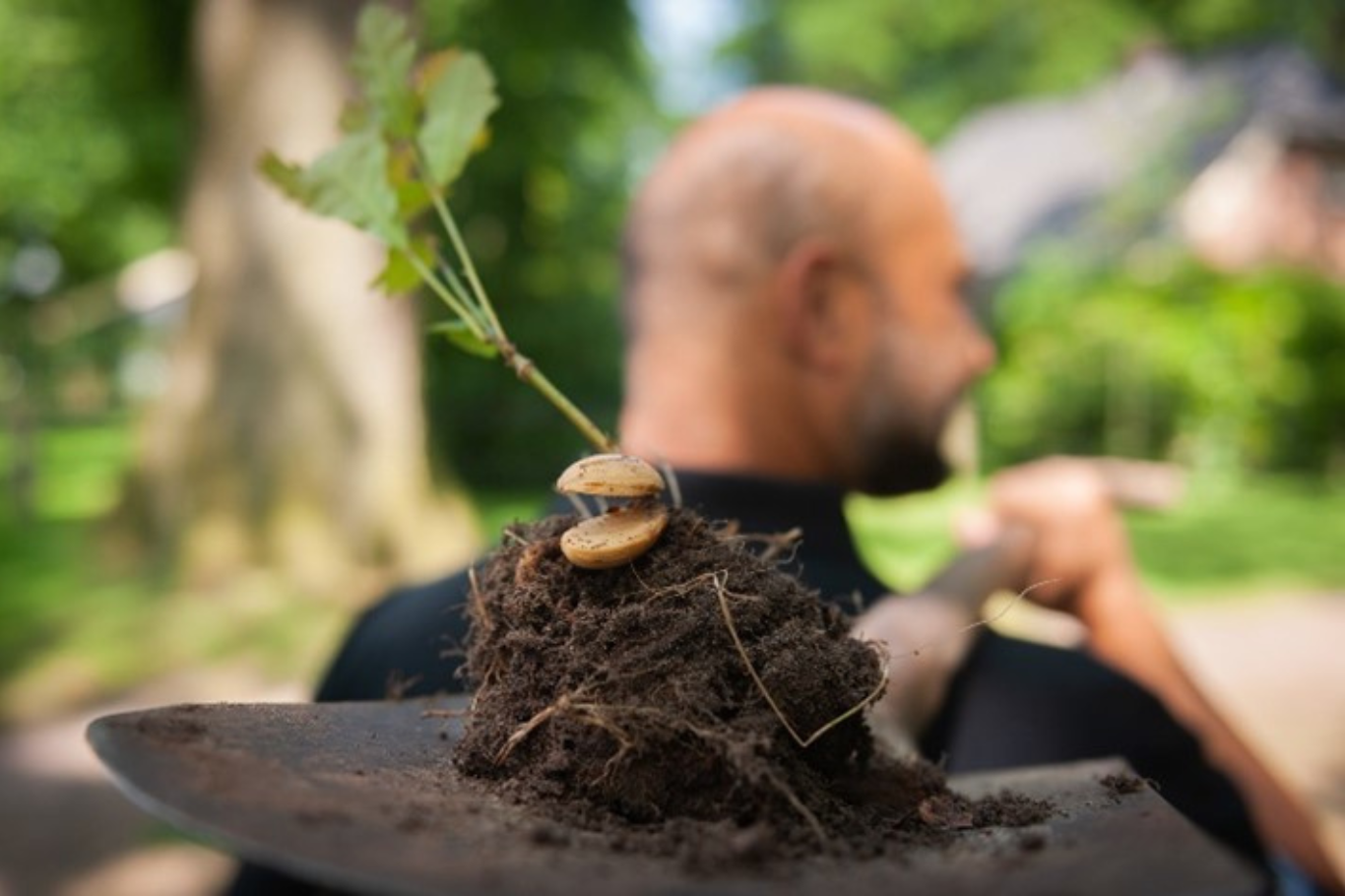 Photo: County climate forest A man shoulders a shovel lying on the ground and a sapling of a tree.