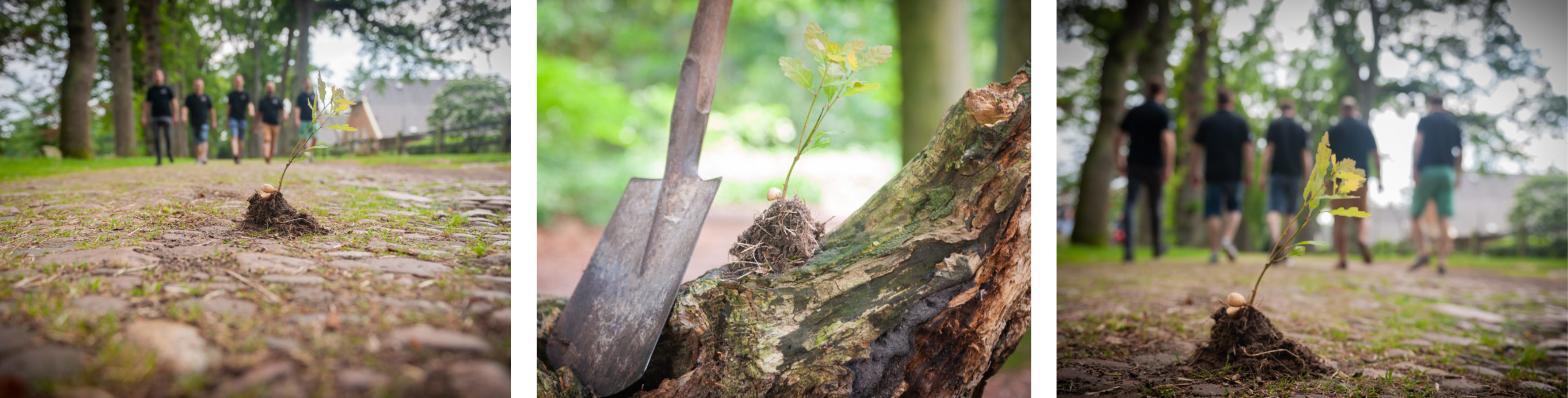 Grafschafter_Klimawald_Canva