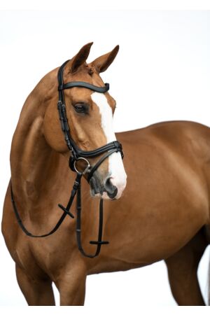 Bridle -Anatomic-