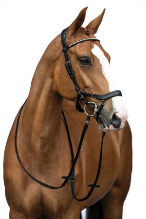 Bridle -Pro Anatomic-