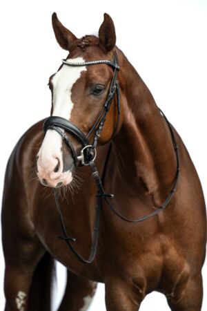 Bridle -Bella-