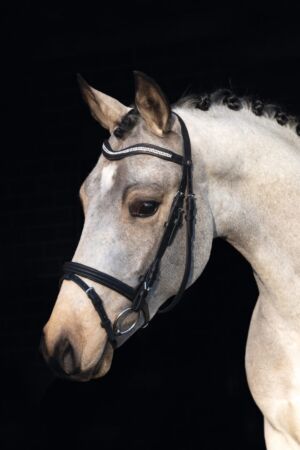 Bridle -Little Star-