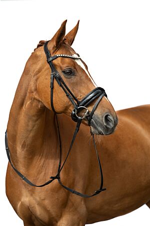Bridle -Fleur-