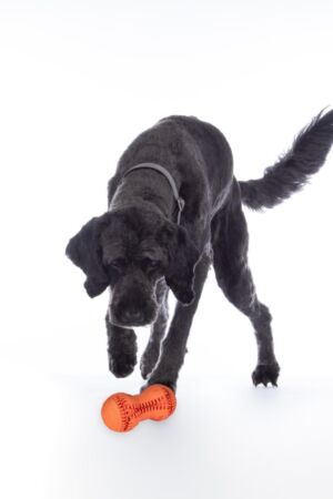RC Pet Products Step-in Hundegeschirr – Weiches Air-Mesh, Größe S, Hellbraunes Schottenkaro