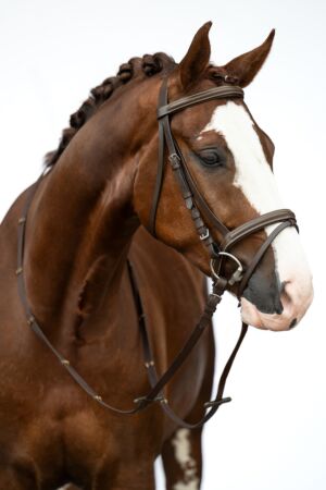 Bridle -Lou-
